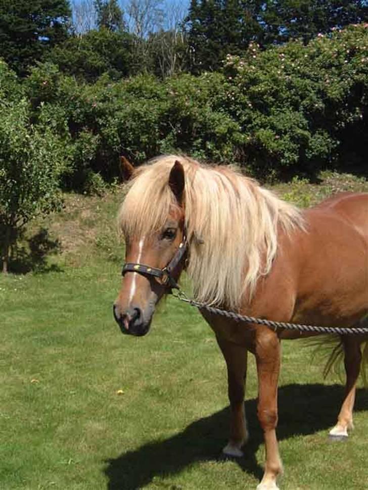 Islænder Hrísla fra Gerskov R.I.P. - Hrisla på marken. billede 12