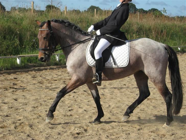 Anden særlig race Manou *Solgt* :'( - D.12 sep. Pony og jeg til stævne på LSR, LC1, vi red til 61,67.. først stævne NOGENSINDE..! billede 1