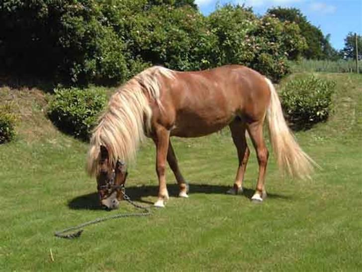 Islænder Hrísla fra Gerskov R.I.P. - Hrisla på marken. billede 13