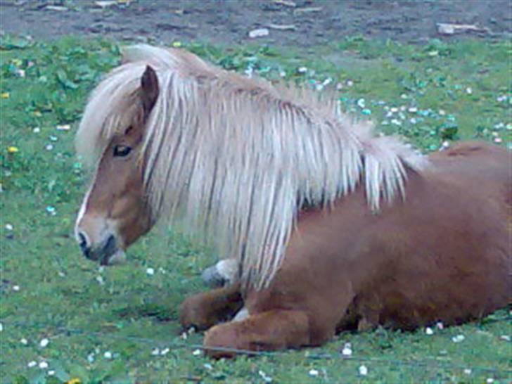 Islænder Hrísla fra Gerskov R.I.P. - Hrisla ligger på marken. billede 14