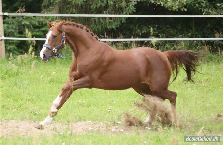 Welsh Pony (sec B) Creekmanns Cherie - jeg er en vildkat! .<3 foto-MB billede 11