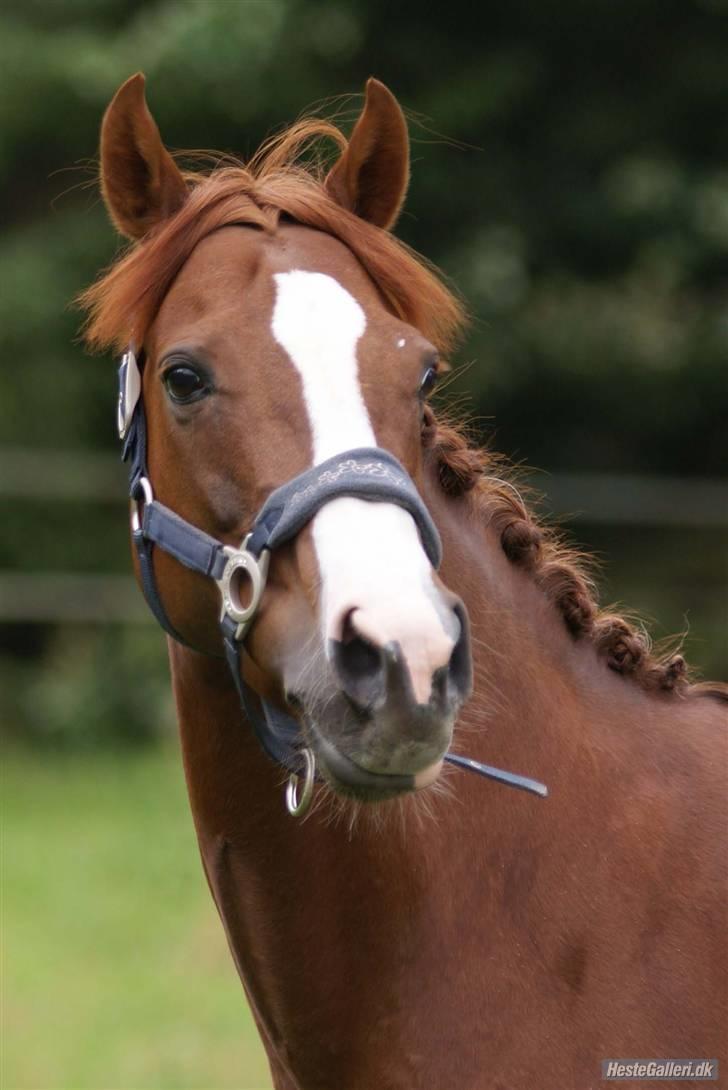 Welsh Pony (sec B) Creekmanns Cherie - så meget elsk på det her billede.<3 foto-MB billede 12