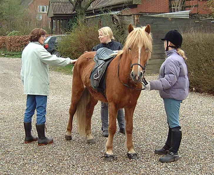 Islænder Hrísla fra Gerskov R.I.P. - Hanne Wedel(Hrislas opdrætter), min mor, Hrisla og mig. billede 15
