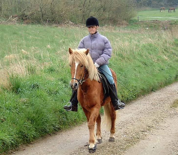 Islænder Hrísla fra Gerskov R.I.P. - Hrisla og mig. billede 17