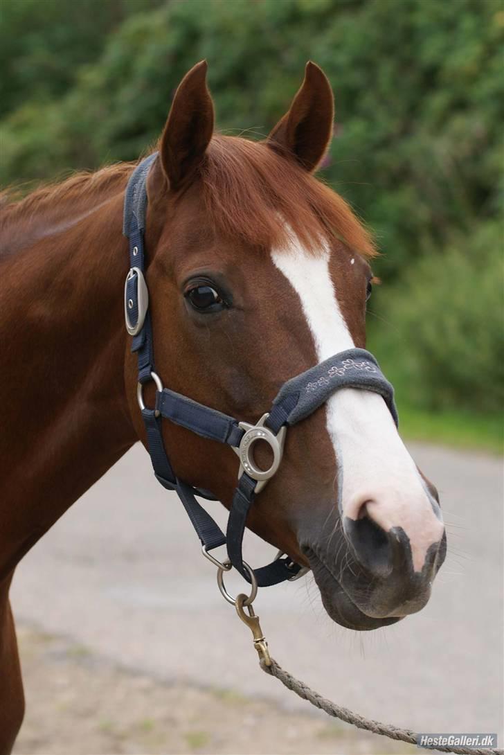 Welsh Pony (sec B) Creekmanns Cherie - smukke pony.<3 foto-MB billede 13