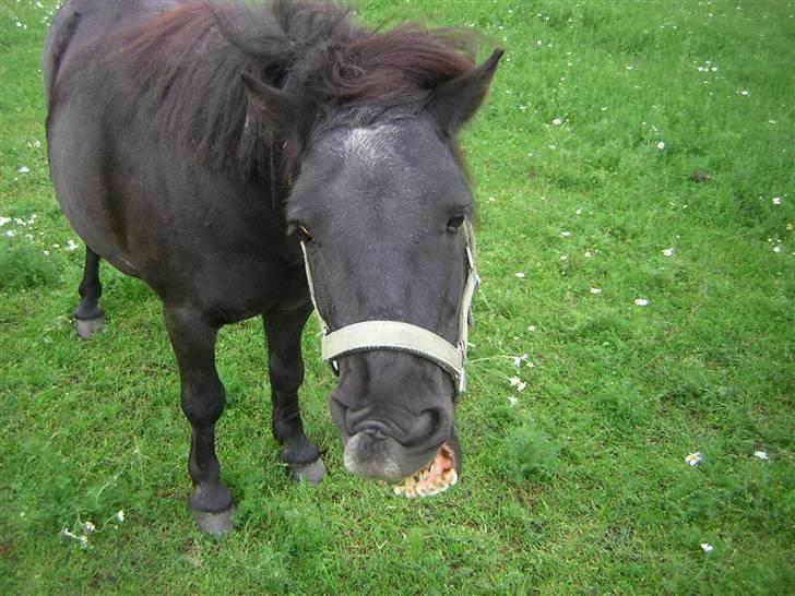 Shetlænder Fellin Af Nørvang billede 7