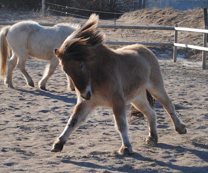 Islænder Fála fra Kirkeskovgård billede 13