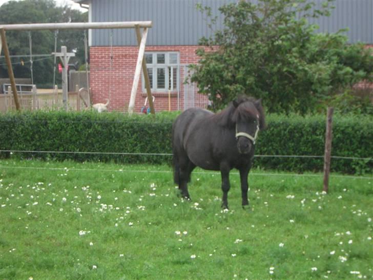 Shetlænder Fellin Af Nørvang billede 8