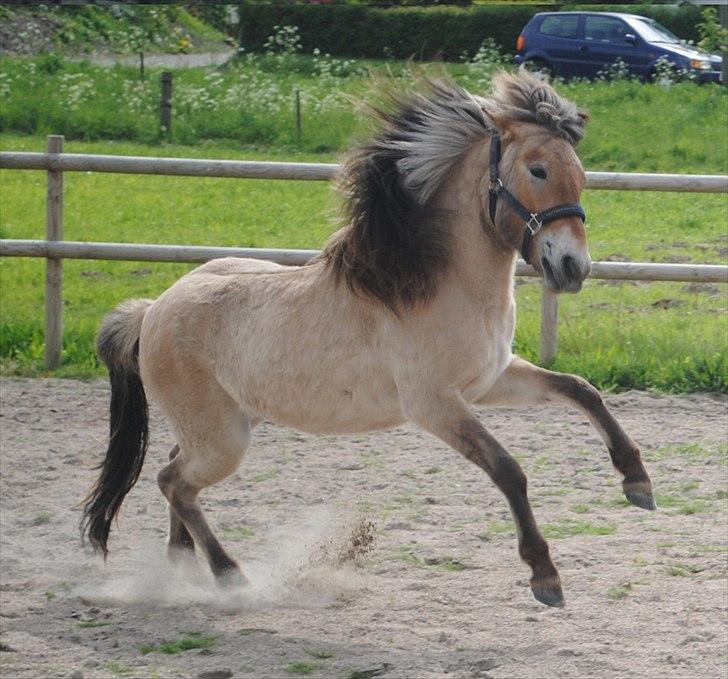 Islænder Fála fra Kirkeskovgård - Lange forben xD - og det dér garn! Det er ikke mange 2-års med SÅ meget hår! xD Maj 2011 - Foto: mig billede 15