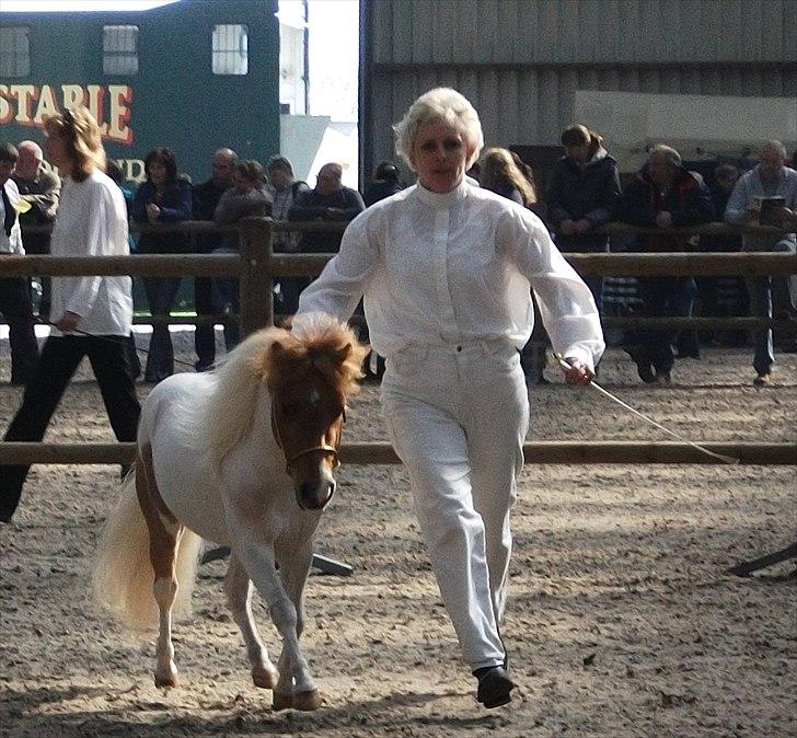 Dansk Miniature Egehøj's Casino Z - 09.04.2011 Casino i ringen ved kåringen i Holland billede 9