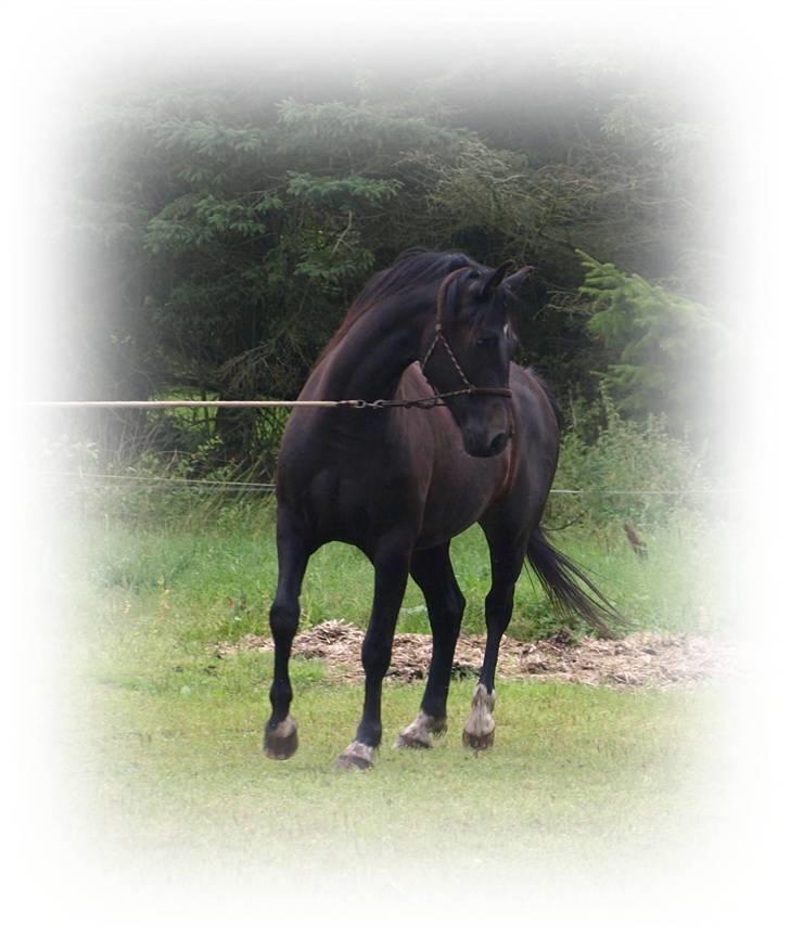 New Forest ».Elmholts Gefion. - {1} - velkommen til Gefion! billede 1