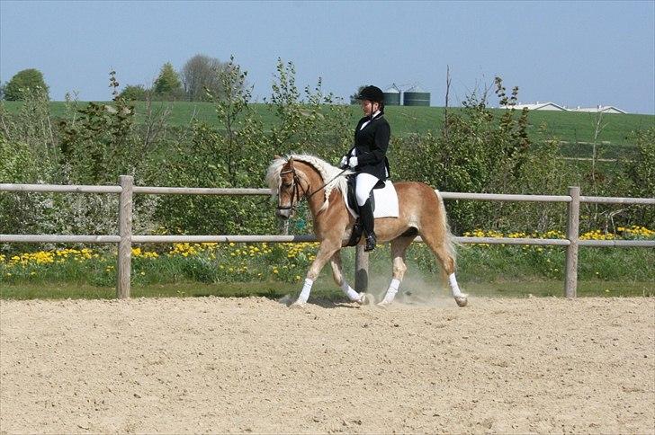 Haflinger Wonder Brohus <3 - Til Lc1 i Klæstrup 2011 billede 12