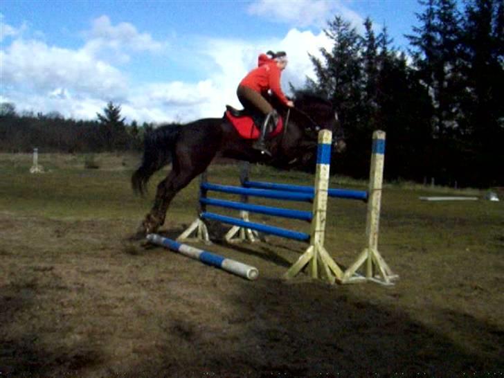 New Forest ».Elmholts Gefion. billede 5