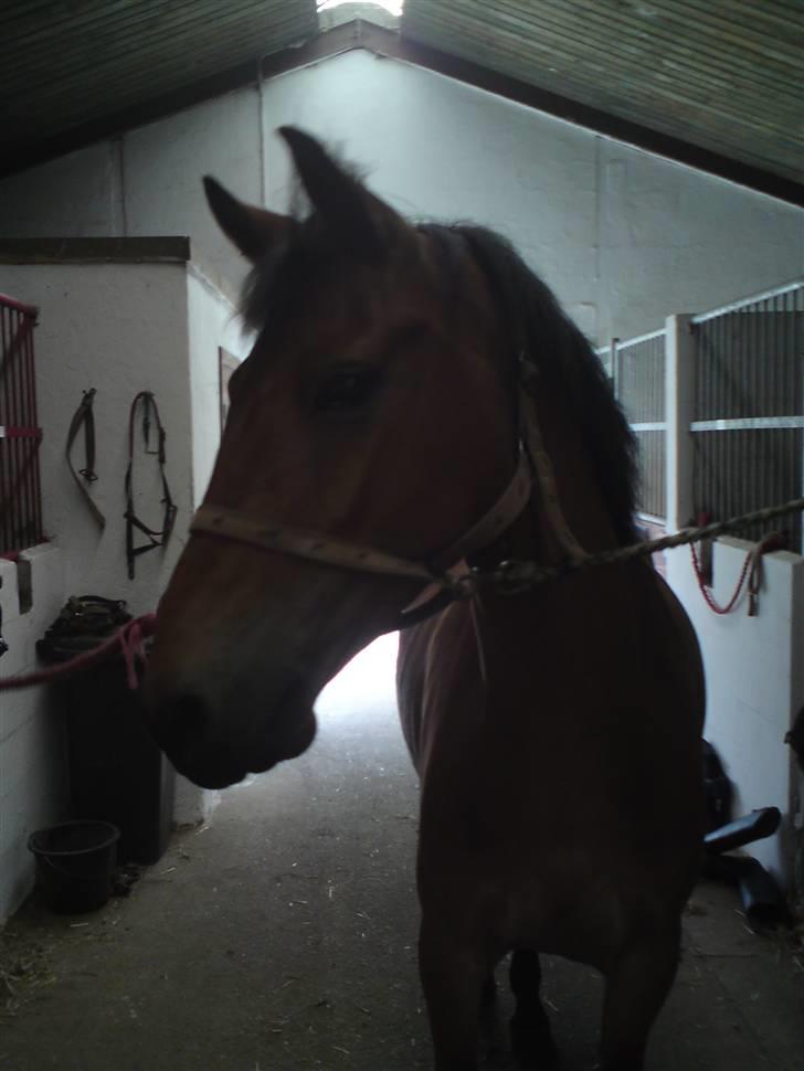 Dansk Varmblod Pyrussander Elevhest - Inde i stalden (mega chamerende eller hvad? xD) billede 6