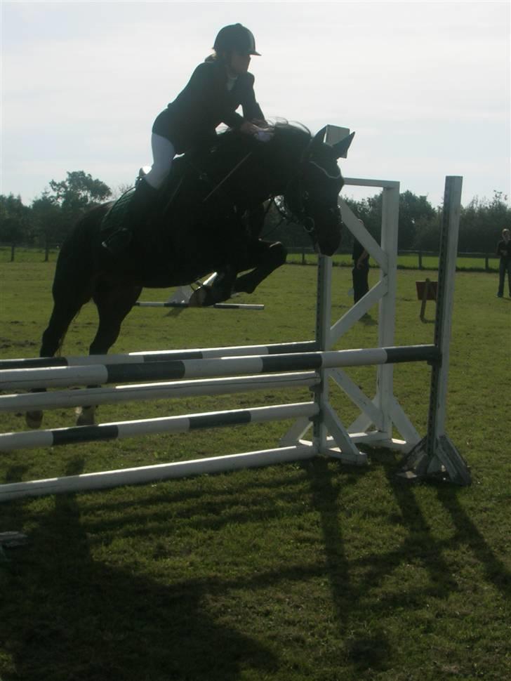 New Forest ».Elmholts Gefion. billede 10