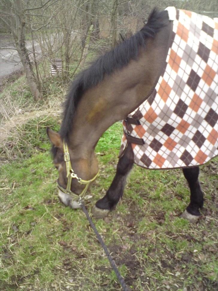 Dansk Varmblod Pyrussander Elevhest - Man er lidt træt når man skal til at ride xD billede 7