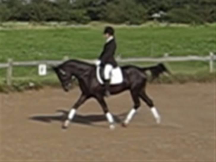 New Forest ».Elmholts Gefion. - som 4 årig. billede 11