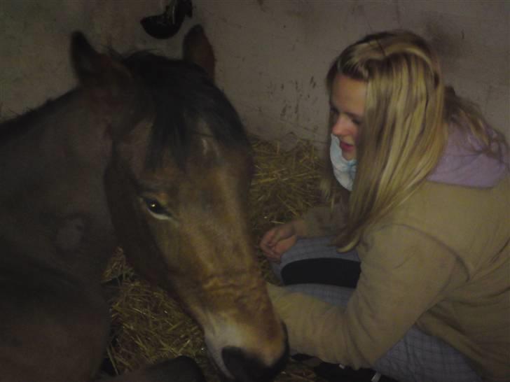 Dansk Varmblod Pyrussander Elevhest - Ae lille ven :´) godmorgen billede 8