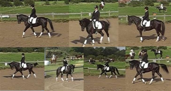 New Forest ».Elmholts Gefion. - som 4 årig. billede 14