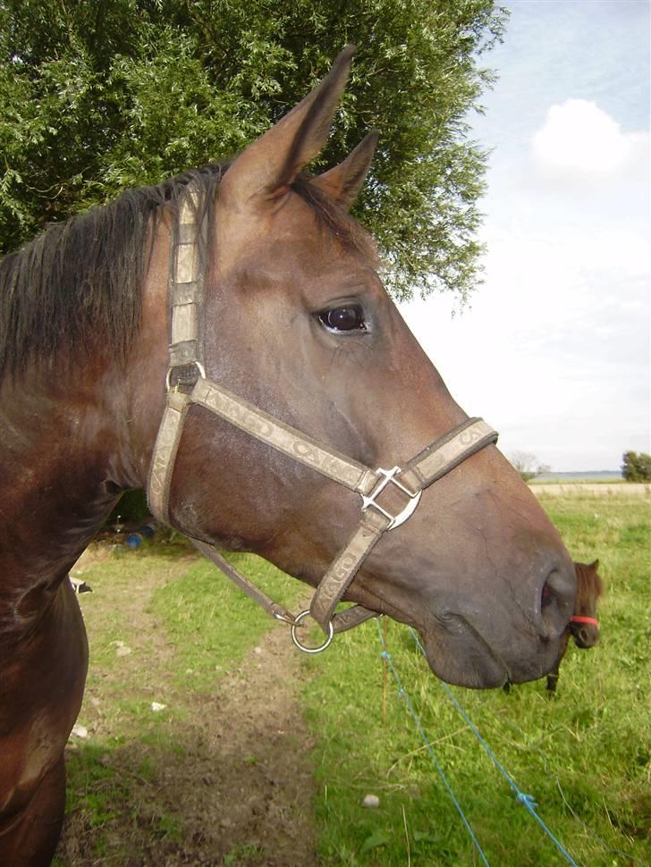 Oldenborg odessa billede 3