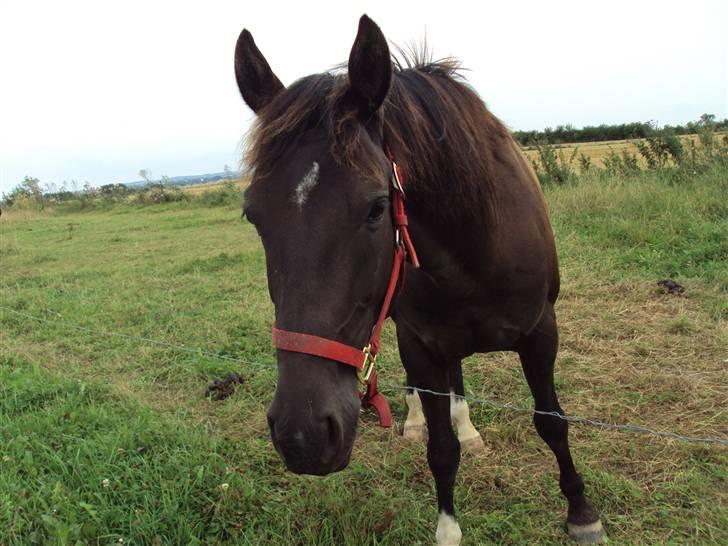 Anden særlig race Nørrelides Sir Duke RIP billede 2