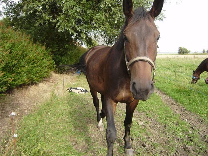 Oldenborg odessa billede 5