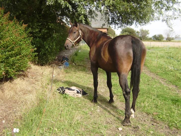 Oldenborg odessa billede 7