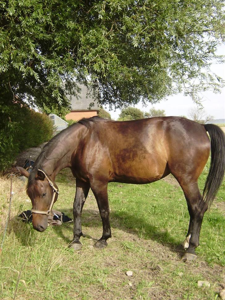 Oldenborg odessa billede 8