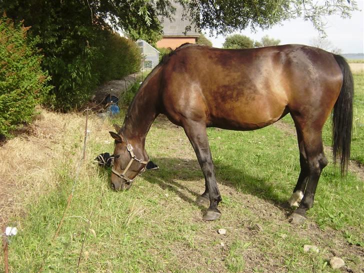 Oldenborg odessa billede 9