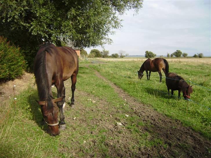 Oldenborg odessa billede 10