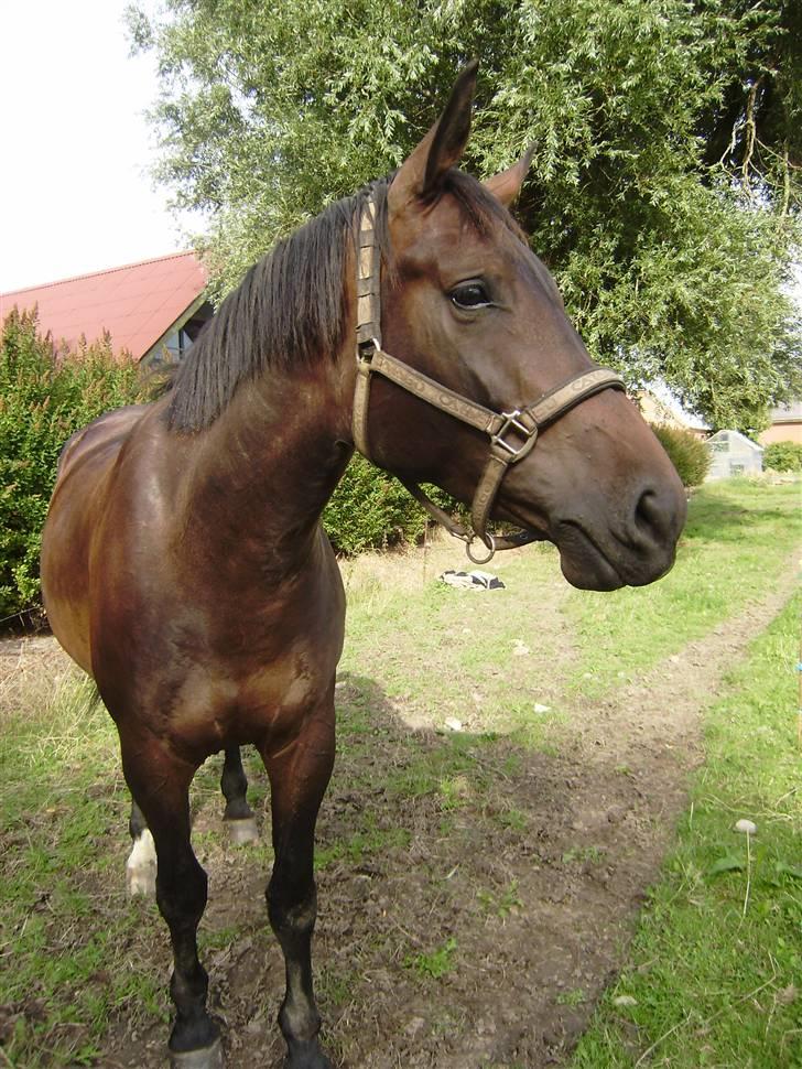 Oldenborg odessa billede 11