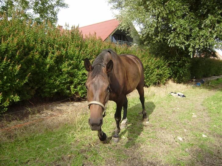 Oldenborg odessa billede 6