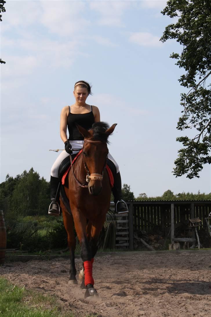 Dansk Varmblod Highlight - Den dejligste pruhest ! :D billede 9