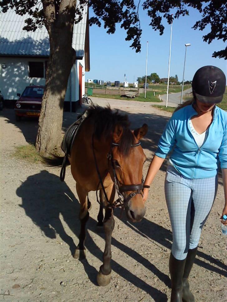 Dansk Varmblod Pyrussander Elevhest - Så var den time slut, glæder mig til næste gang xD <3 billede 9