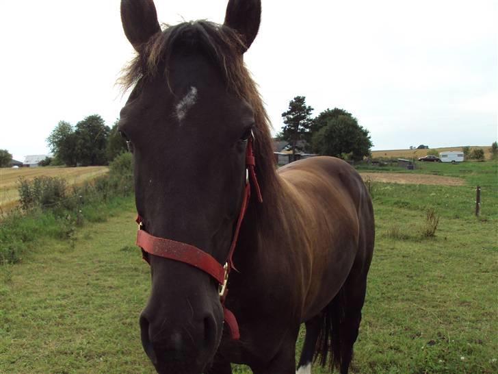 Anden særlig race Nørrelides Sir Duke RIP billede 12