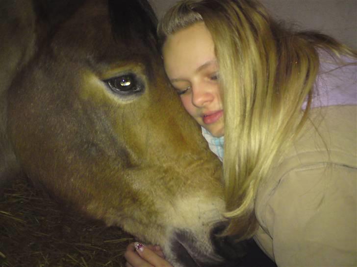 Dansk Varmblod Pyrussander Elevhest - Nurh lille skat, træt som sædvanligt :) billede 10