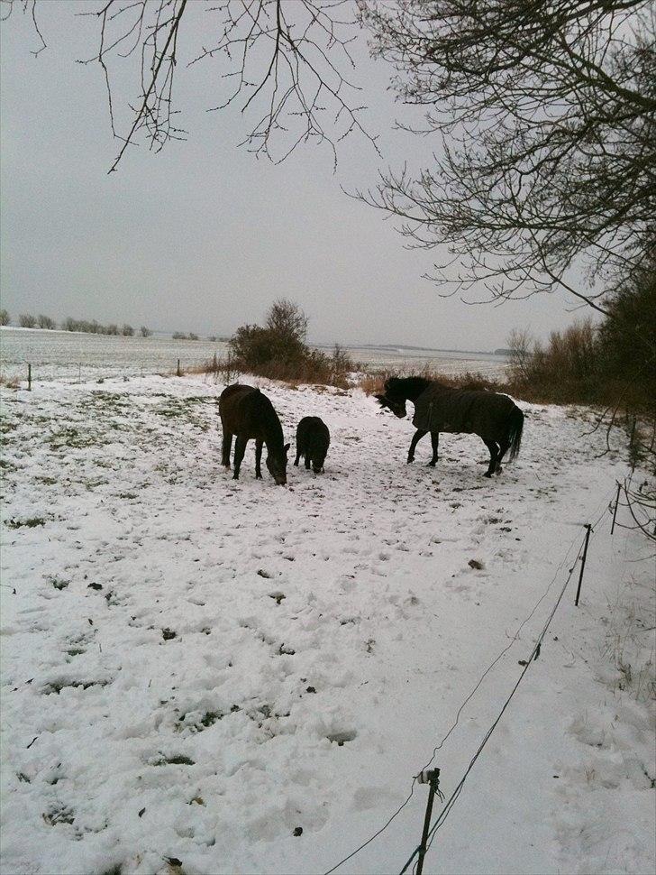 Oldenborg odessa billede 12