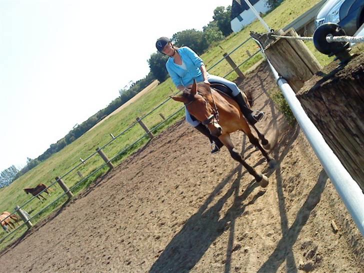 Dansk Varmblod Pyrussander Elevhest - en lille skridttur og så igang igen xP billede 11