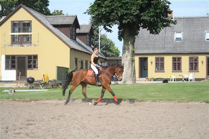 Dansk Varmblod Highlight - Redet med hackamore. Det blev til en helt anden hest ! :) billede 10