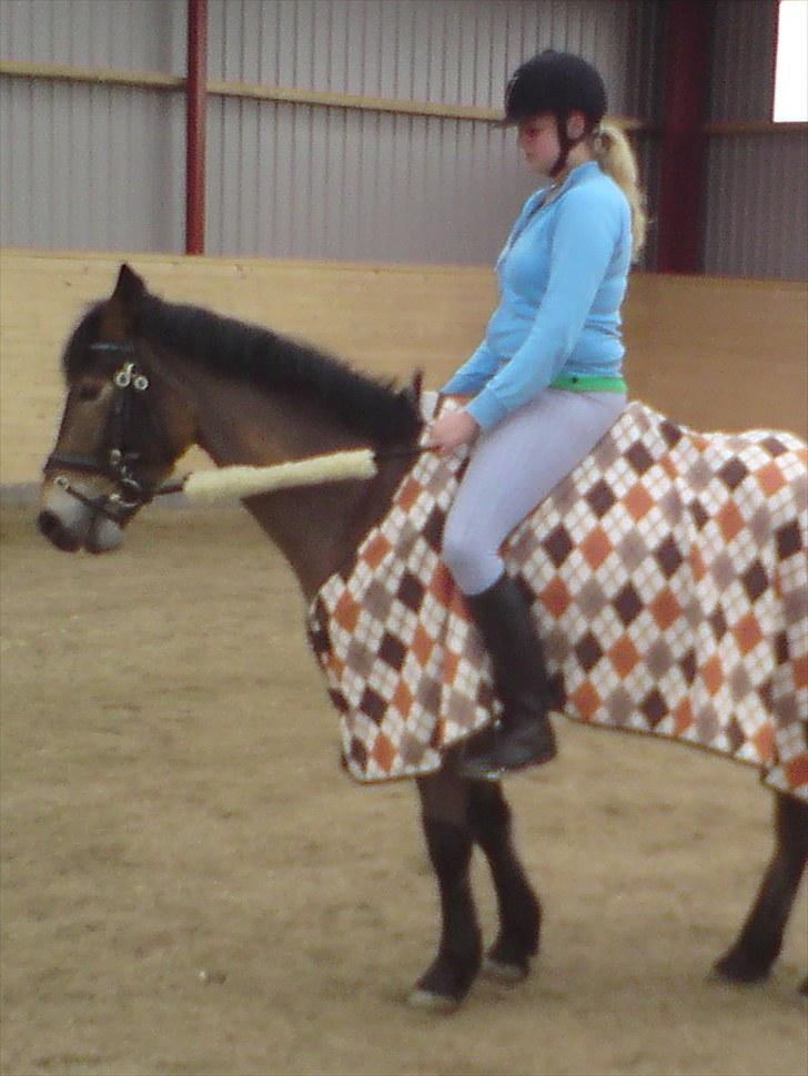 Dansk Varmblod Pyrussander Elevhest - Nyt billede, ved jeg ser stor ud, men... :b billede 12