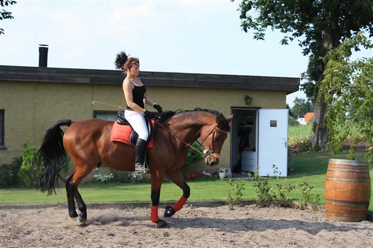 Dansk Varmblod Highlight billede 12