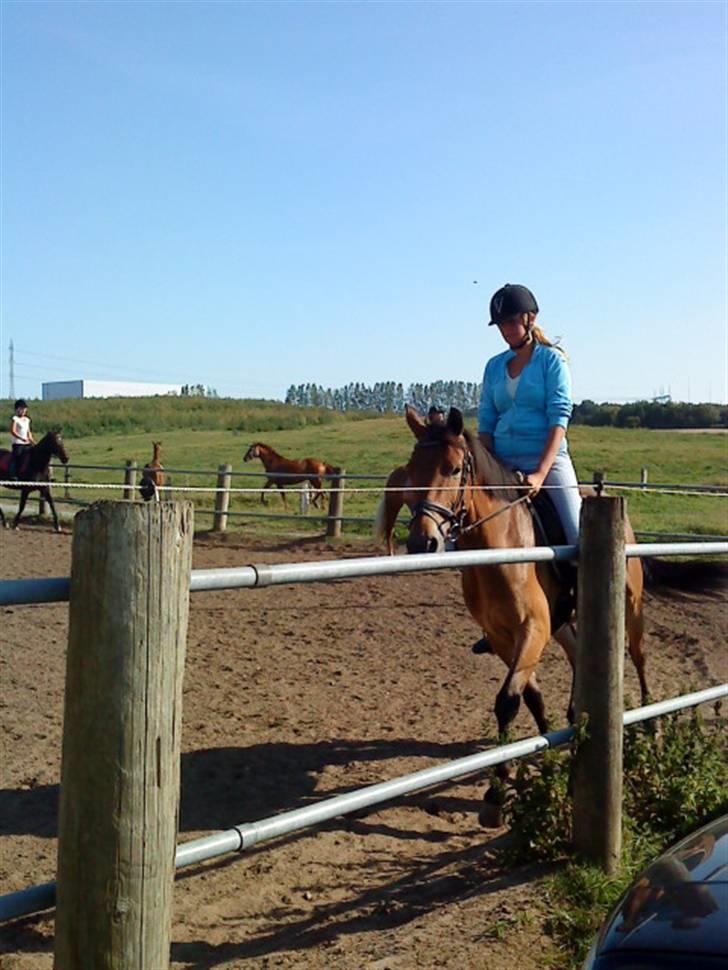 Dansk Varmblod Pyrussander Elevhest - han var faktisk mega sød den dag xD <3 ILUP billede 13