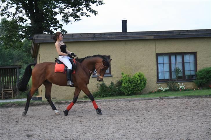 Dansk Varmblod Highlight - Min dygtige hest ! <3 billede 14