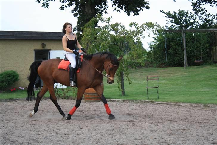 Dansk Varmblod Highlight - Går sååå fint ! Men skal forresten lige sige at det er meget meget svært at ride ordentlig dressur i kombisadel ! billede 15