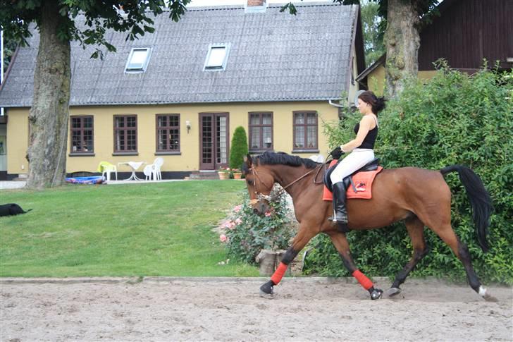 Dansk Varmblod Highlight - Stor DRESSURHEST :P billede 16