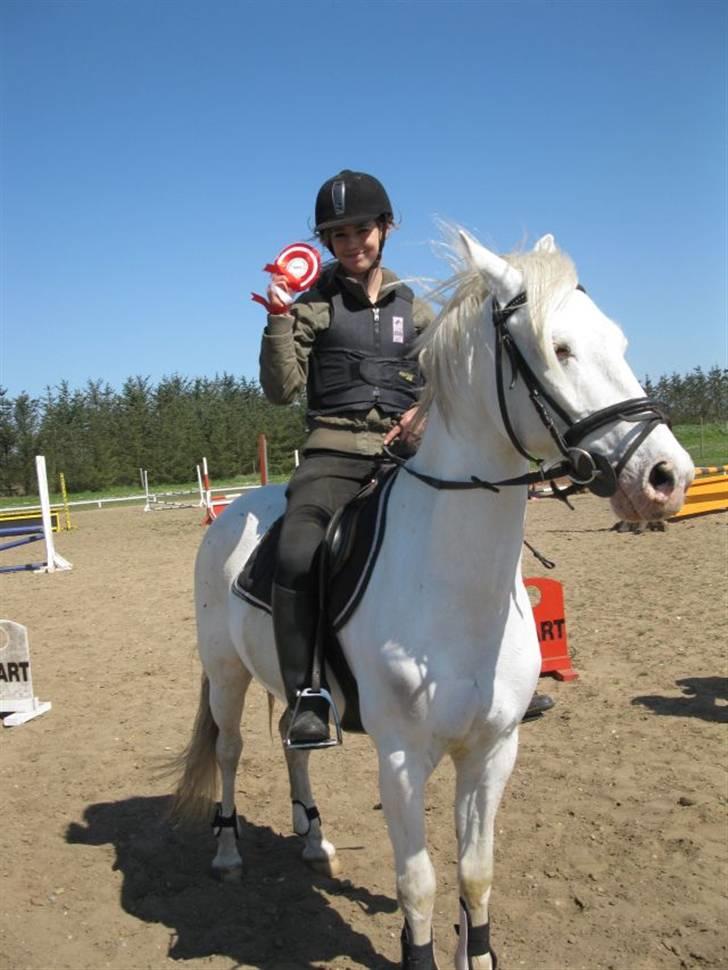 Knabstrupper Kouros *solgt*  billede 5