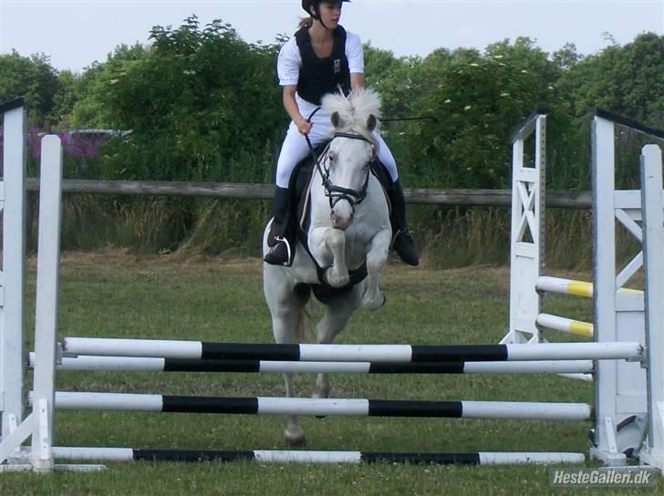 Knabstrupper Kouros *solgt*  - hodsager stævne, lc ? :P billede 6