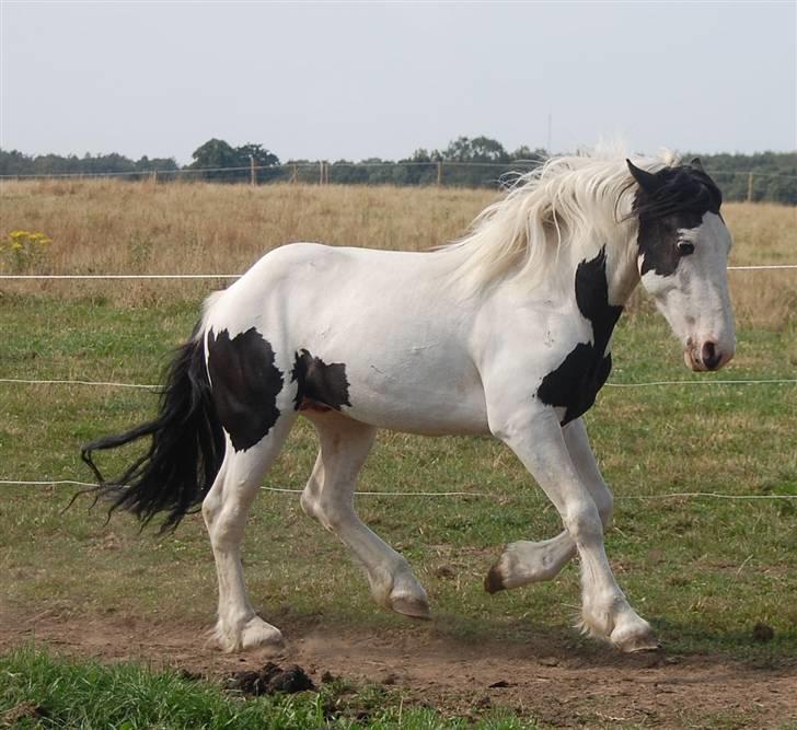 Barockpinto Nordholm's Aiko *R.I.P*  billede 18