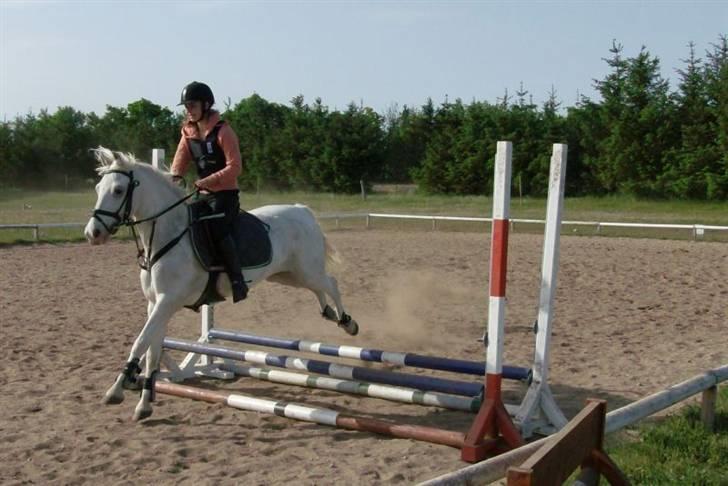 Knabstrupper Kouros *solgt*  - baby spring nr 1. !!! XD (foråret 2008 spring træning?) billede 8