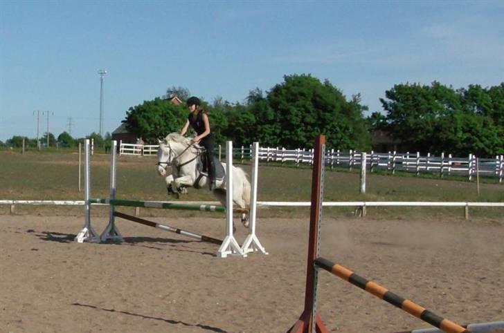 Knabstrupper Kouros *solgt*  - du ser godt ud kouros,  billede 11